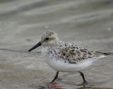 Sanderling0000